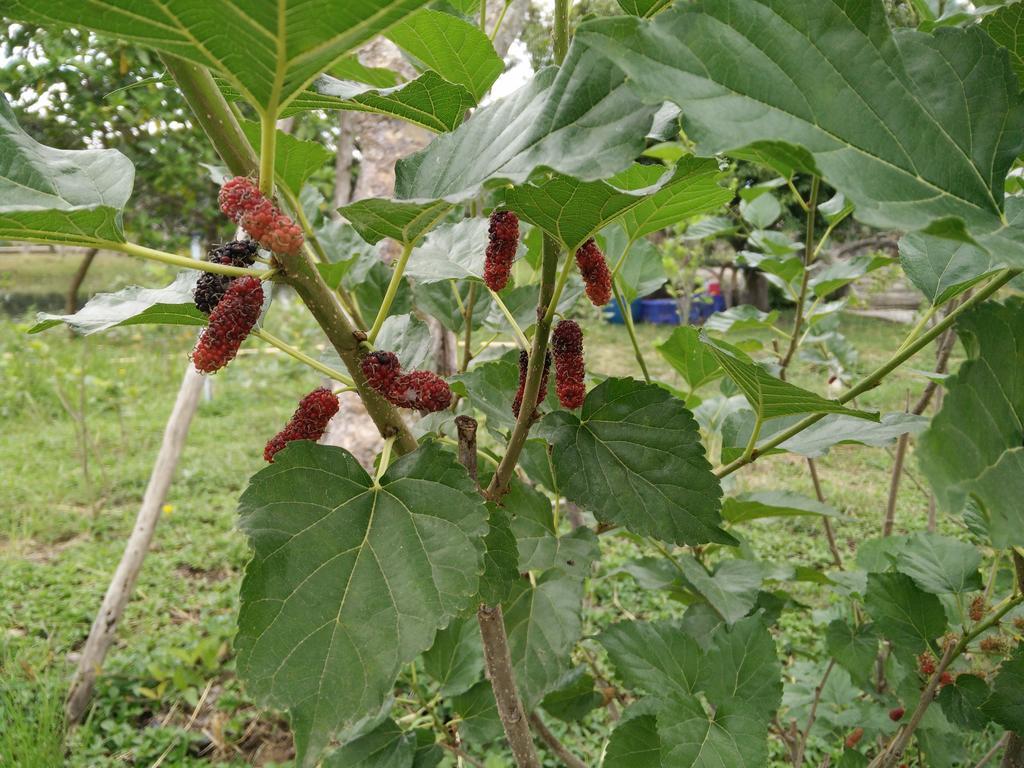 Nong Nam Daeng Lilawalai Resort מראה חיצוני תמונה